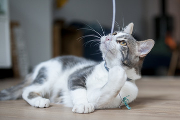 Jeune chat en train de jouer