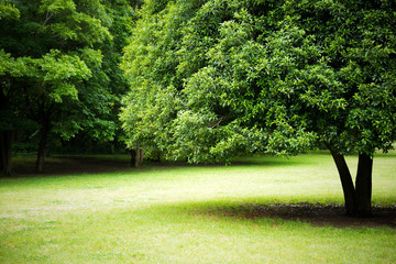 公園の樹木