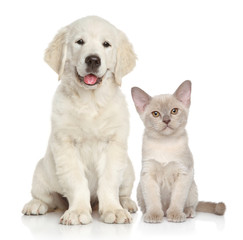 Obraz premium Kot i pies na białym tle