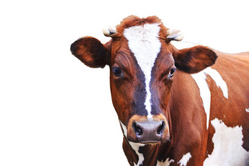 Naklejka na ściany i meble cow with beautiful eyes isolated on white background