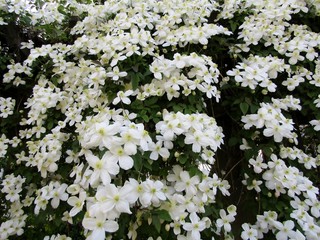 White clematis blooming in spring background