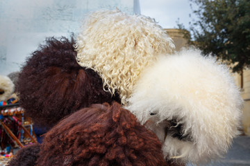 Sheep hats in market in Old city Icheri Sheher. Baku. Azerbaijan