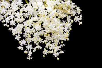 lace of small white flowers on a black background