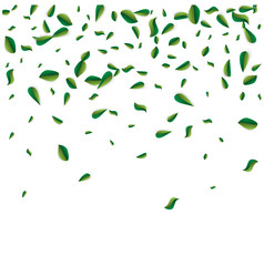 Green leaf isolated on white