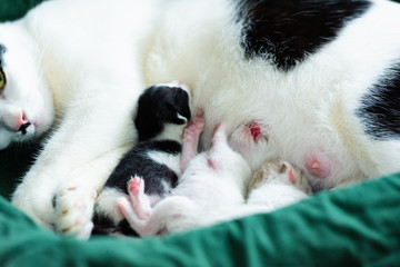 Mother cat is feeding three kittens.
