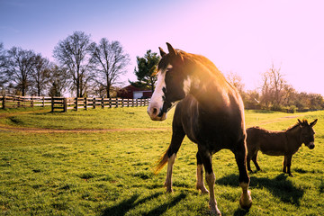Horsea nd Donkey
