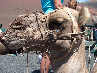 Transporte en Timanfaya