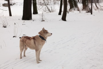 Husky nella neve