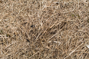 Dry grass close-up, hay texture.