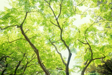 森林公園の樹木