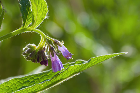 comfrey blossom (Symphytum officinale)  purple blue flowers on a green blurry background with copy space, the plant has been used in folk medicine