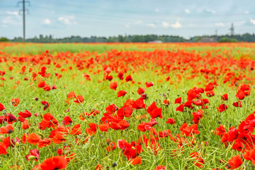 Field with red papavers