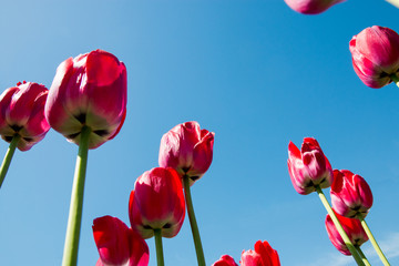 Fototapeta na wymiar red tulips directed to the blue sky