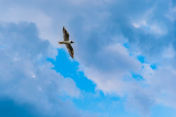 Seagull flying in the sky with clouds