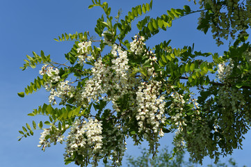 Gewöhnliche Robinie