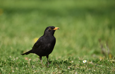 Amsel auf Futtersuche 