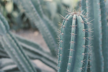 Horizontal photo of big cactus. Succulent plant with thorns. Carnegiea gigantea. Saguaro cactus