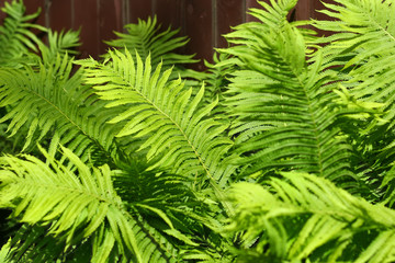 Closeup of sunlit fern lush foliage, botanic background