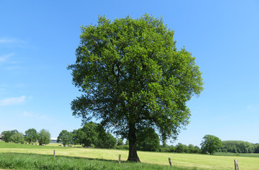 Fototapeta premium Baum