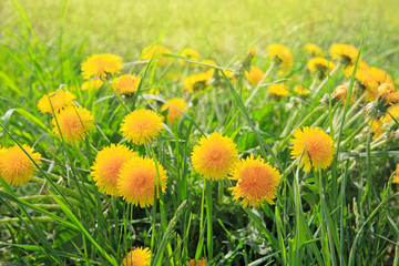 Dandelions field background. © Swetlana Wall