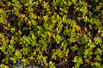 Sedum is grow on ground in springtime. Green plant covered ground. Background image of succulent in spring. Green natural texture from plant with red small leaves.