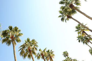 Bottom view of exotic californian coconut palm trees with large leaves strips in sunshine on white and blue sky background, sunny day.