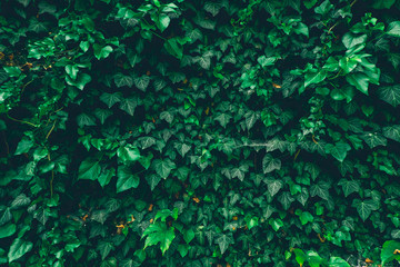 Green ivy background