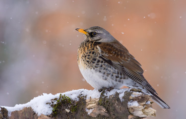 Fieldfare perched on snow covered old branch in winter snow fall