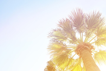 Obraz premium Retro toned image of beautiful exotic californian coconut palm tree tops with big leaves on the summer sky background. Tropical plants in California. Vintage sunset filter. Copy space, bottom view.