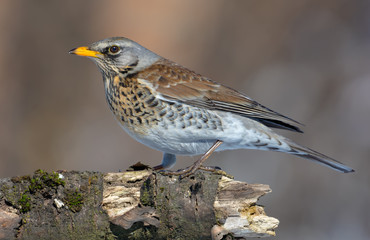 Fieldfare posing on old stump in a sunny day