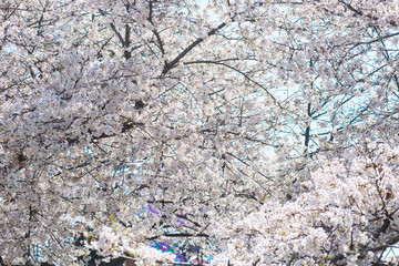a tree blooming with pink flowers. at suns back light. spring, South Korea. Seoul