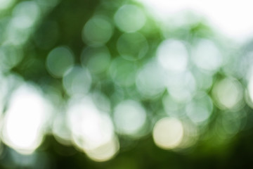Obraz premium green bokeh. bokeh from tree. blurred tree and bokeh tree. Blurred park with bokeh background