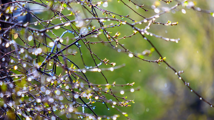 wet tree branches with drops