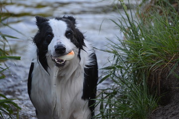 Spielender Border Collie