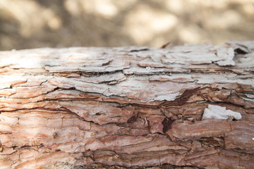 trunk with splintery bark