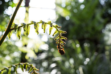 delicate fern branch