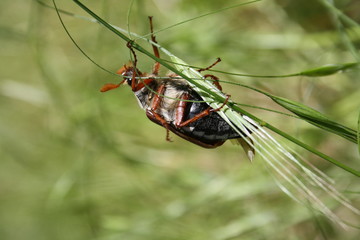 Beetle crawling on a blade of grass