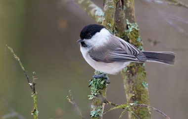 Fototapeta premium Wiilow Tit perched on lichen covered branch in the winter forest 