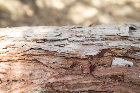 trunk with splintery bark