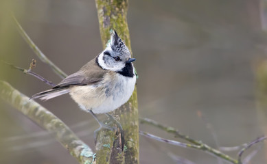 Fototapeta premium European Crested Tit thoughtful posing on small branches in autumn forest 