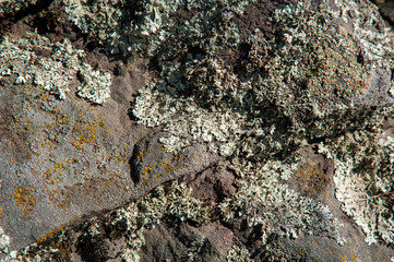 moss on the rocks in spring, orange, gray and yellow, near the pond, lit by the sun,