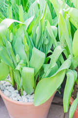 close up of non blooming tulips in flower pots