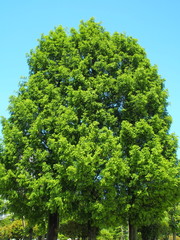 初夏のメタセコイア