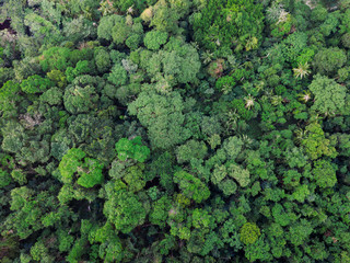 Jungle forest, tropical island from aerial view
