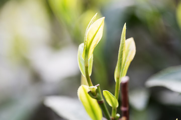 Tea leaves at a plantation in the beams of sunlight.