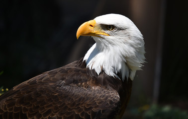 Fototapeta premium Head of eagle white head