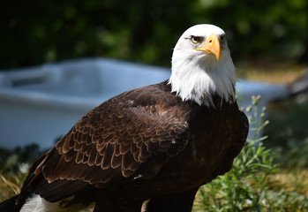 aguila calva americana