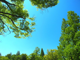 公園の新緑の木々