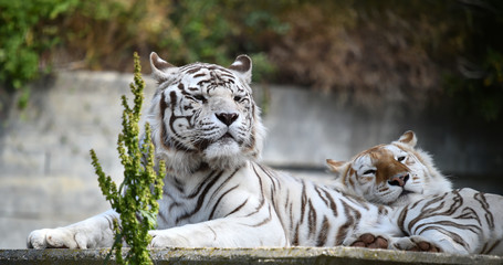 tigre blanco de bengala © alberto
