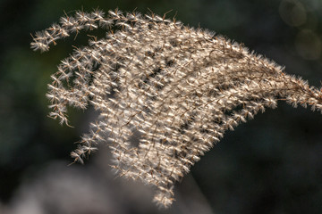 Dry plant